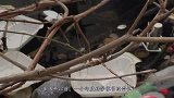 印度发现“塑料垃圾”可以铺路，比沥青更实用？结果出乎意料！