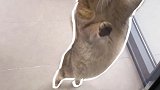 每一个造型都出乎意料你根本想不到小猫咪下一秒要做什么～