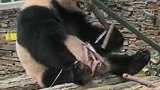 “美丽中国行”之探访国家公园：打卡中国大熊猫保护研究中心