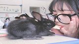 同桌上课不学习，养了一只兔子，真是太会玩了！