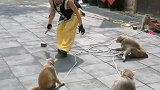 猴子戏耍师傅。