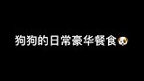 不想奋斗的人来我家当狗吧