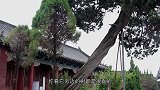 20171208-伏羲八卦坛上有棵歪柏树，身子拧着长！