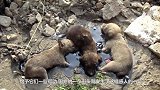 为了救治幼崽，母狗在大街上不断嚎叫，一名男子帮助了它