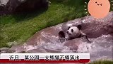 大熊猫落水拼命挣扎，正当危急时刻......