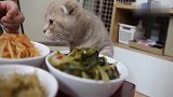 每次铲屎官吃饭猫咪就来这一招，喵见者有份啊