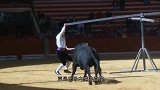 男子作死挑衅公牛，不料公牛突然发难，下一秒悲剧了