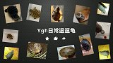 害羞的墨龟“先生”，在美食面前瞬间活跃，估计冬眠真的饿了