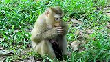 猴子妈妈看上去很难过，她想以食物补充能量，为猴子喝牛奶