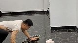 给你看看我们家恶犬