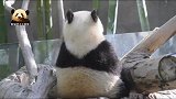 熊猫宝宝“小礼物”乖乖坐好，脏兮兮的敦实背影，可爱到犯规