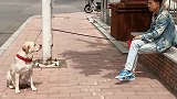 主人遛狗时不慎把狗狗挂在电线上，结果狗狗和主人僵持不下，逗