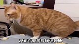 看看养公猫和母猫的区别吧