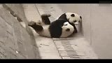 可爱大熊猫爆笑闹分手