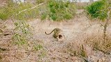 动物世界：花豹的猎物再次被抢