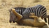 可怜的斑马，动物界就是这么残酷