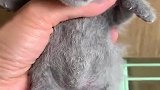小猫：快放开我，我要找我妈妈!