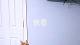 猫知道什么叫痛吗？猫咪的迷惑行为