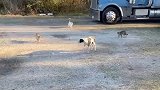 狗子被5只猫咪包围，吓得一动不敢动