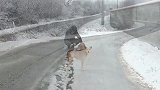 流浪狗狗在大雪天的马路上游荡，好心的司机把它送到了收容所