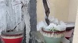 昨晚下了大雪，女子起床发现绿植都结冰了