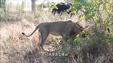 姆蓬多雄狮联盟：在有偿狩猎雄狮的打击下，联盟走向没落，太悲剧