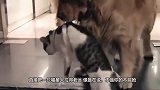 猫咪看到自家狗子被打，气势汹汹冲上去打架，请忍住不要笑！