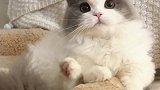 原来给猫咪洗耳朵可以这么快