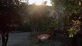 静坐老桂树下，等待一位姑娘。夕阳已经西下，你却还没来到。
