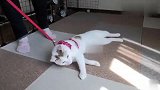 看人家遛猫，我在家试了一下，猫咪的反应承包我一天的笑点