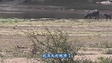 狮子捕食小水牛，结果被水牛妈妈狂虐顶飞，镜头记录惊险过程