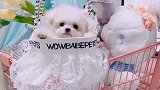 棒棒糖才是你的最爱哟！