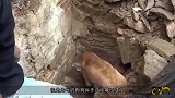 小奶狗被埋废墟，狗妈妈绝望求助路人，接下来画面让人感动