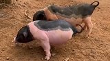 “猪坚强”又转世了，只有两条腿，却能坚强的活下来！