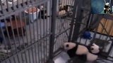 熊猫宝宝集体越狱,萌哭了!