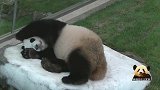 熊猫团子上班时间，不好好卖萌，躺在石头床上懒洋洋的，好可爱