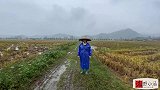 正当收稻谷时期降雨一个多月，500多亩稻谷损失了，看着真痛心
