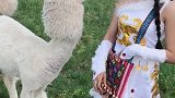 内蒙古草原上的牧羊姑娘真美，有人知道她身边的这是什么动物吗