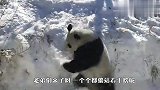 终于盼来了今年的第一场雪，国宝大熊猫玩疯了，网友：悠着点！