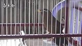 沐浴完的画眉鸟，心情大好，高声鸣叫，这鸟叫声太好听了