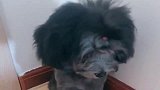 主人教泰迪宝宝学技能，泰迪宝宝真聪明，不愧是网红狗的后代