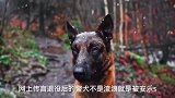 退役后的警犬去哪了，原来是去了这三个地方