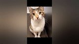 一只能听懂人话的猫咪，和主人交流无障碍，中文听力八级！