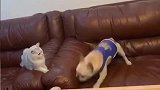 狸花猫：打架归打架，能不能别用屁股怼我