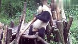 熊猫痒痒舞，只有你想不到，没有熊做不到