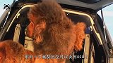 随着“藏獒热”退去后，有上千只藏獒被主人遗弃，曾价值800万