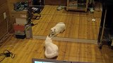 猫咪都是神经病，把镜子里的自己当成对手，认真起来一点不含糊