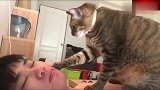 猫咪站在主人的身上叫他起床，猫：铲屎的，朕饿了！