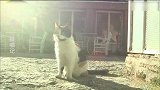 捉喵记：“熊猫”具有超强的洞察能力，最爱做的就是追捕小鸟了