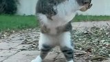 两只腿的猫咪小猫咪好可爱，可爱到爆爱护动物
